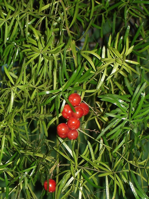Sprengeri Asparagus Fern